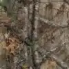 Real Tree Camo